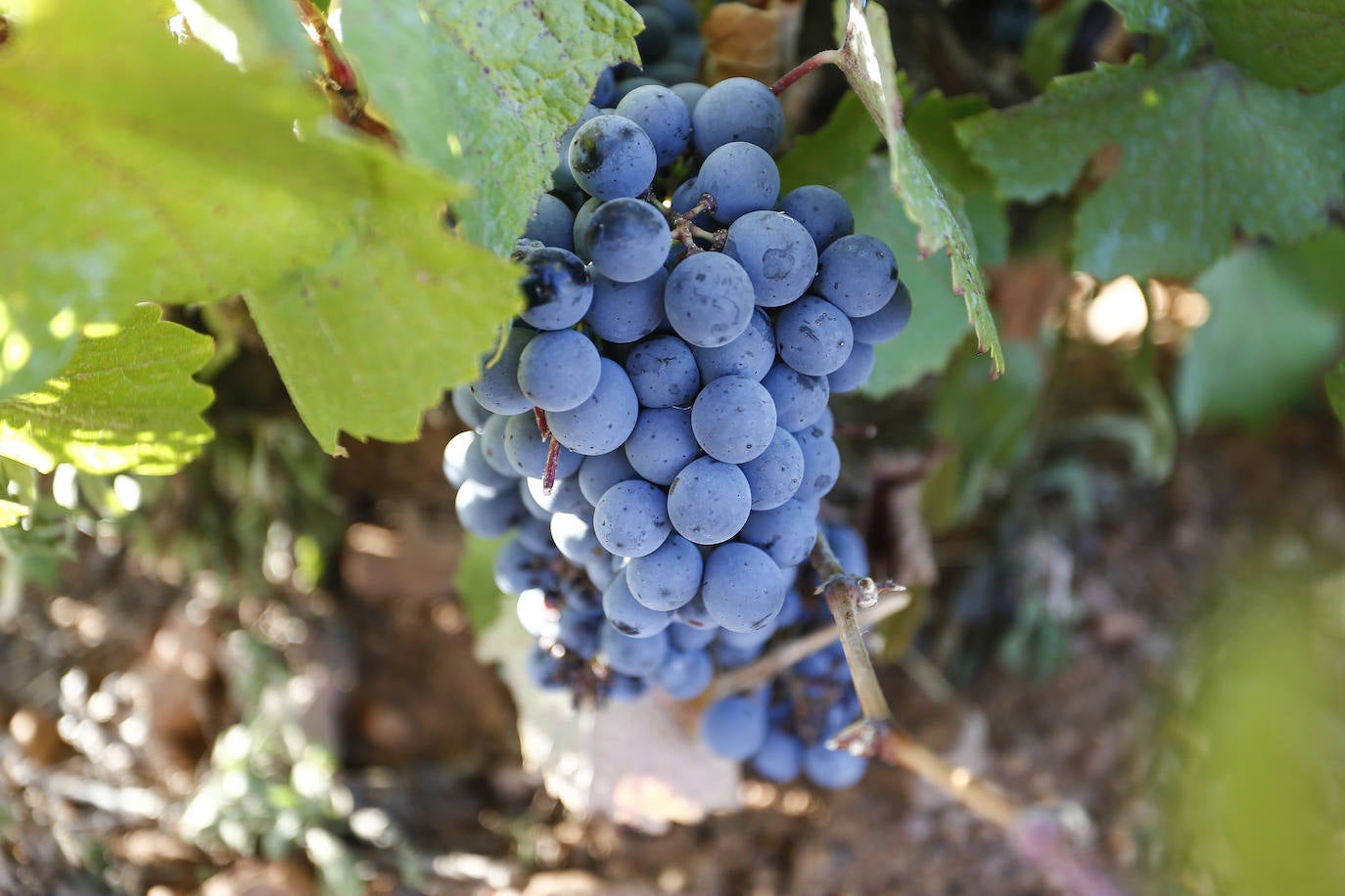 Fotos: León, tierra de vinos con Denominación de Origen