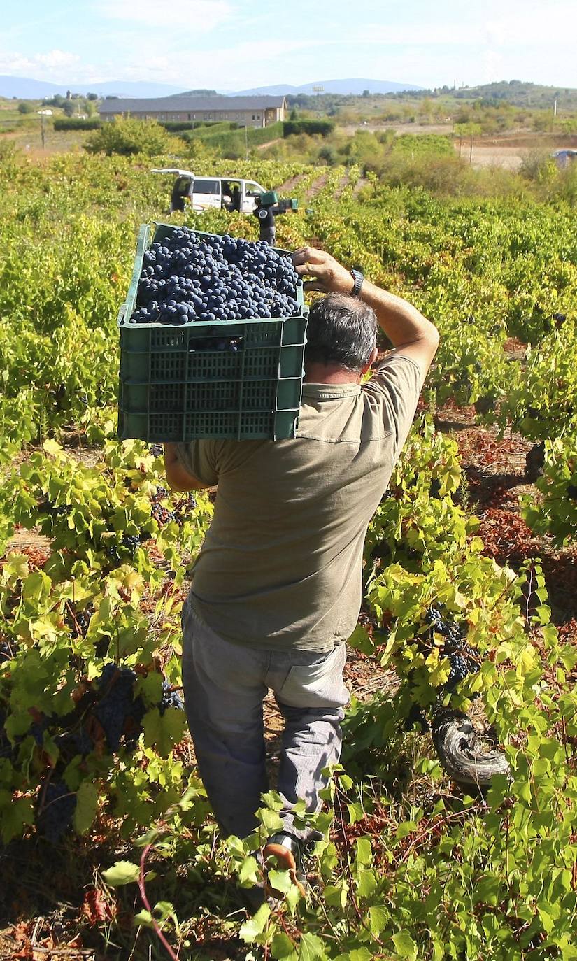 Fotos: León, tierra de vinos con Denominación de Origen