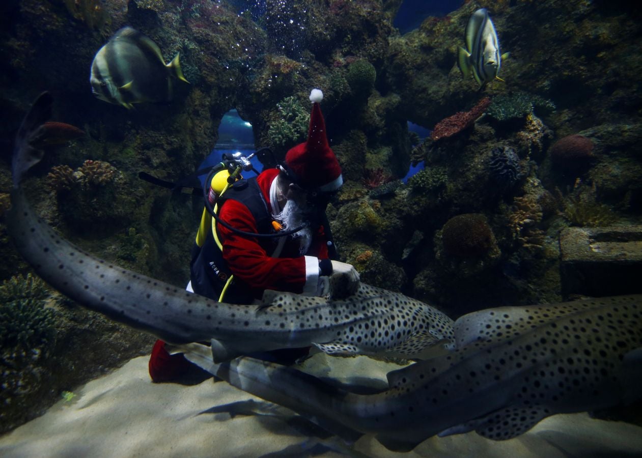 Un buceador ataviado con un traje de Papa Noel ha alimentado a los peces del aquarium de Malta para sorpresa de los visitantes