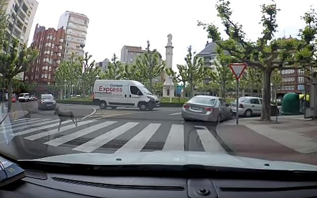 Un corzo por las calles de León