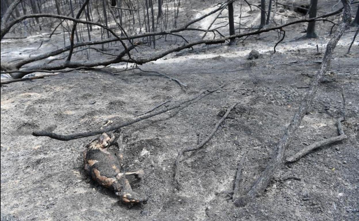 Imagen de un animal muerto en uno de los incendios. 