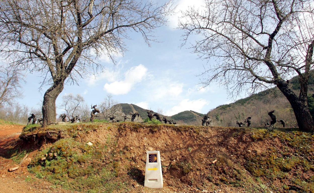 Hito del Camino de Santiago de Invierno junto a viñedos de la Denominación de Origen del Bierzo