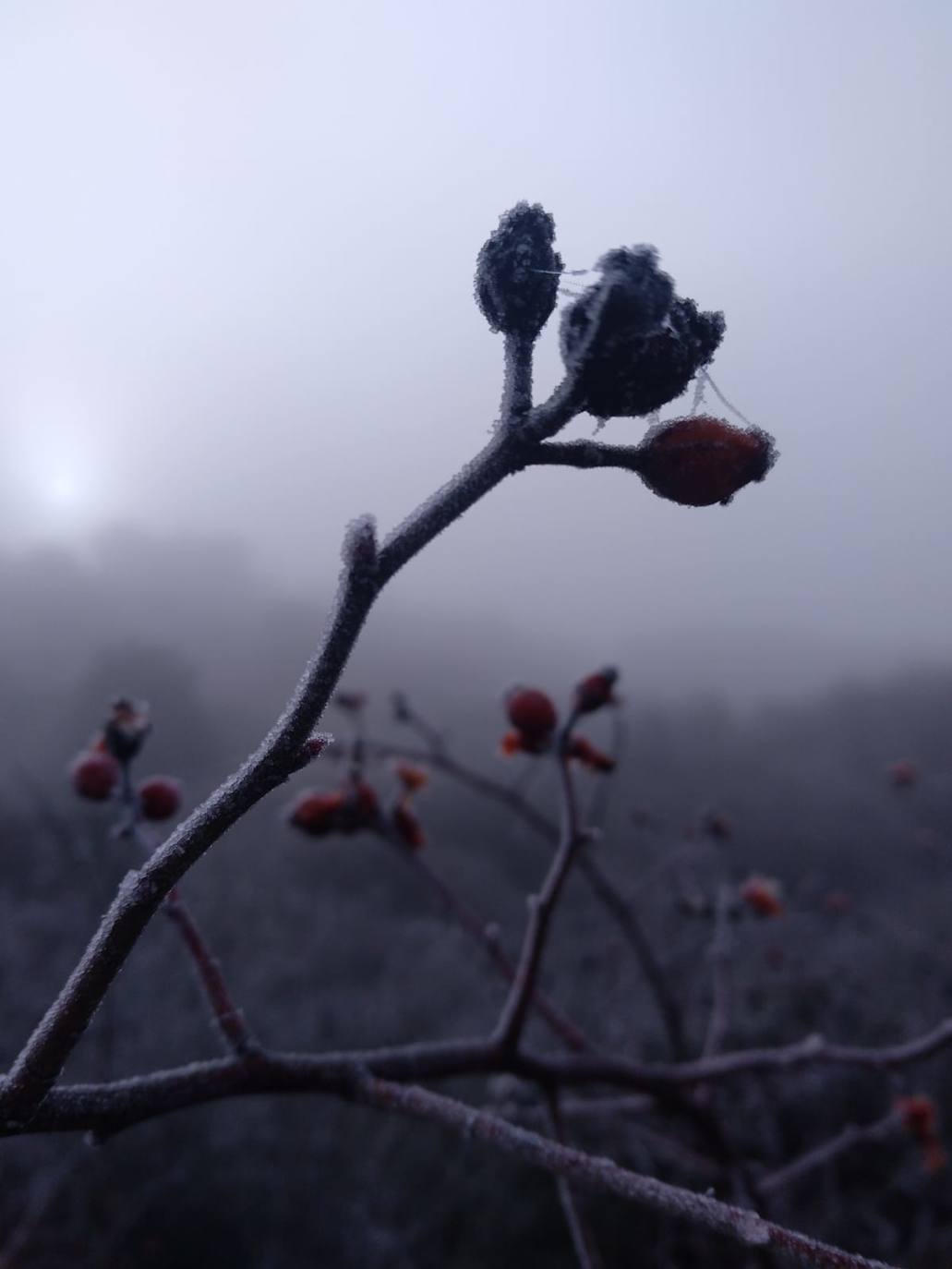 Fotos: La niebla &#039;ciega&#039; la provincia leonesa