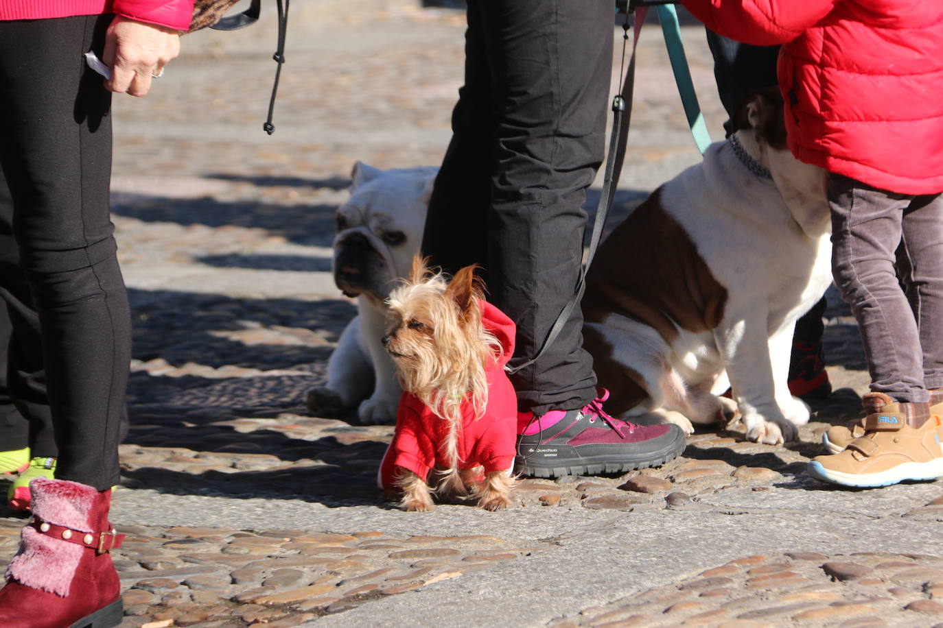 Fotos: Las mascotas toman su bendición
