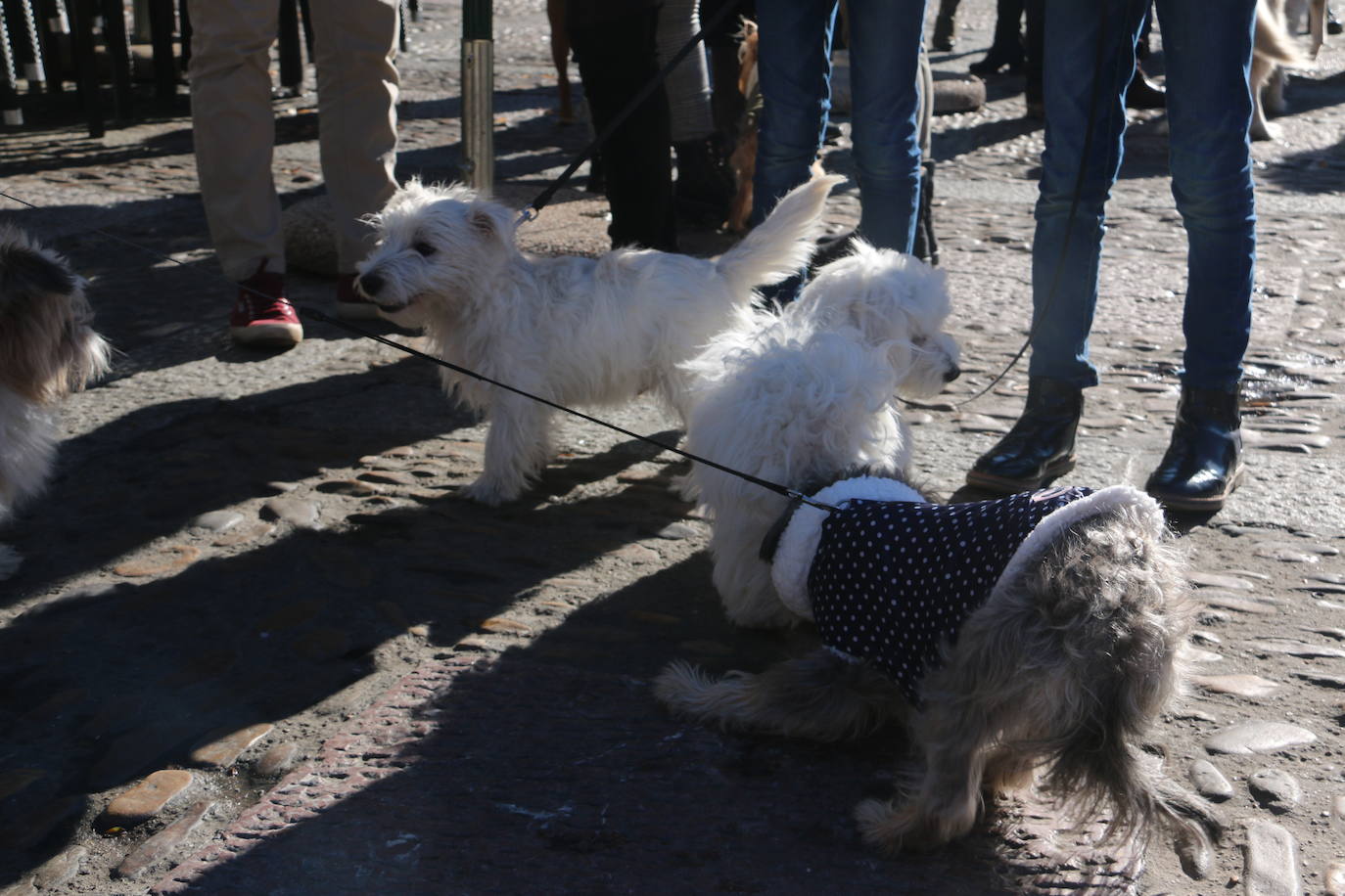 Fotos: Las mascotas toman su bendición