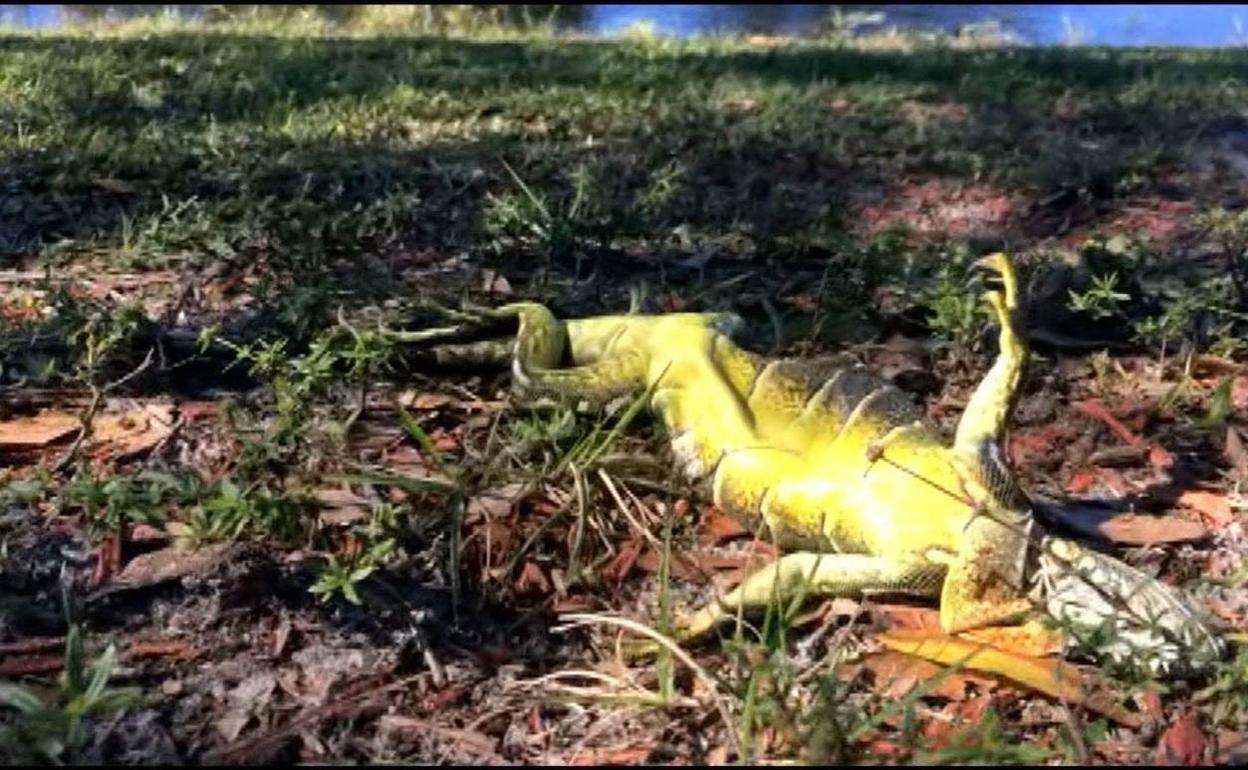 Iguana caida de un árbol en Florida, durante el invierno de 2018, en este caso estaba muerta.
