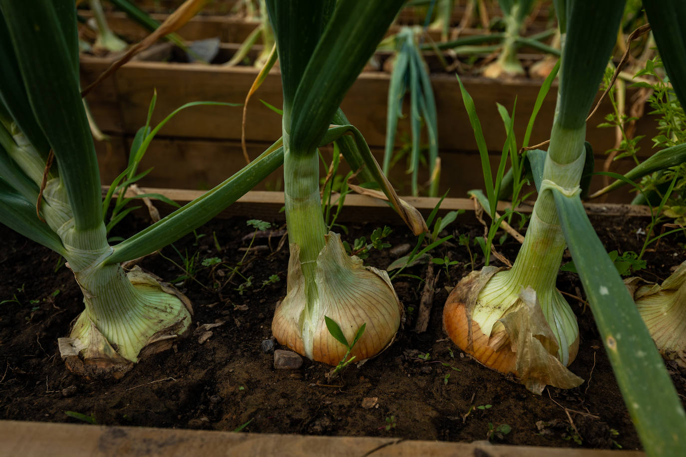 Ideal para una escapada en pareja o en familia, The Rock Suites&Spa ofrece un lugar idílico, un perfecto mirador hacia El Bierzo y unas instalaciones de auténtico lujo para disfrutar de momentos inolvidables.