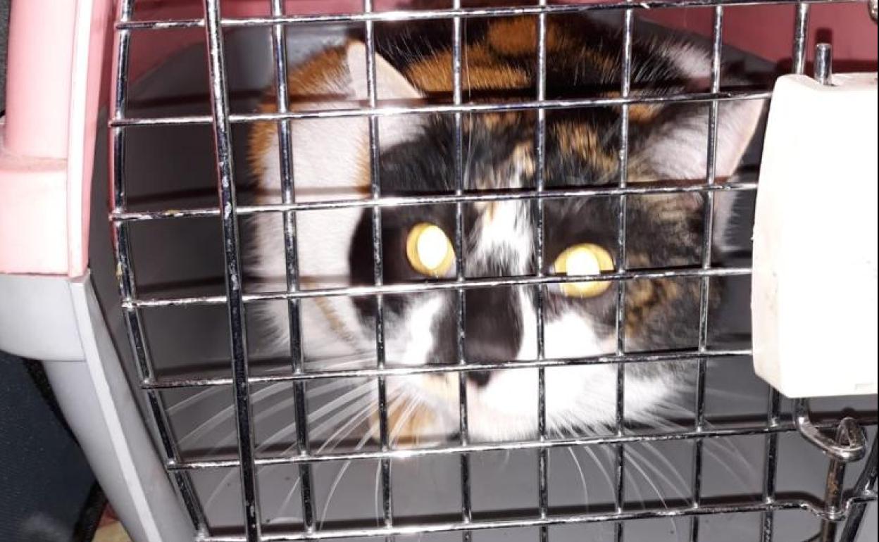 Uno de los gatos rescatados. 