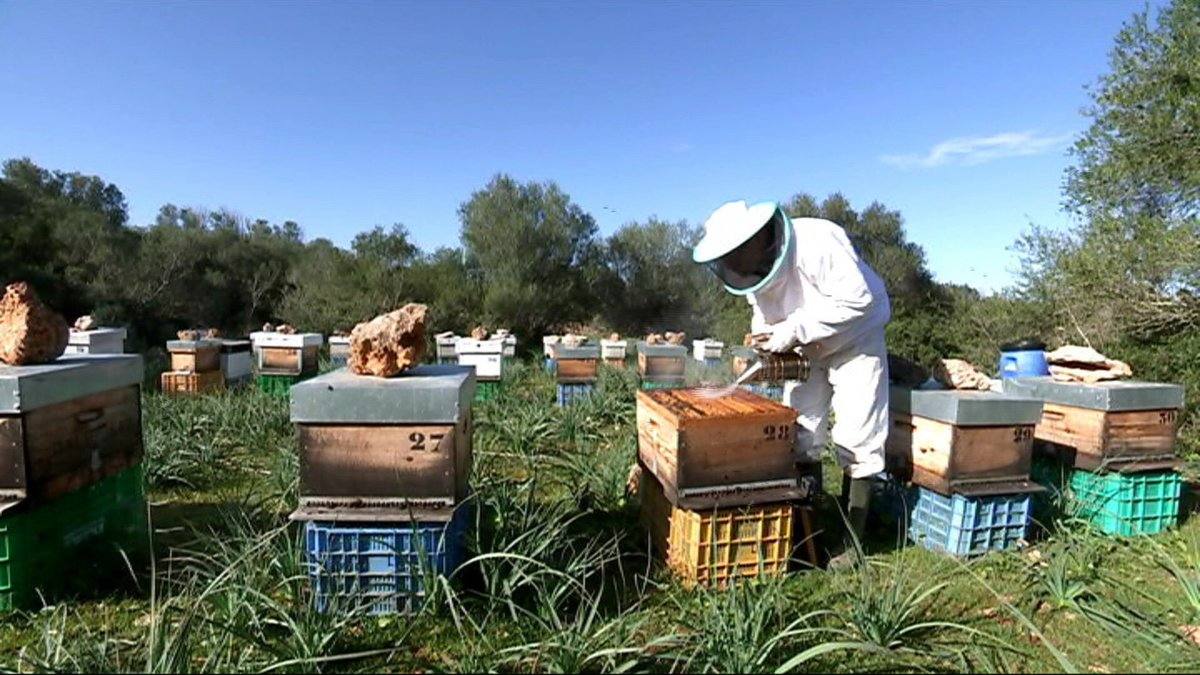 La miel es un atractivo gastronómico y una fuente de empleo rural. 