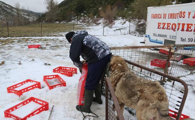 Galería. Ni las grandes nevadas invernales impiden que Borja vaya todos los días a darles de comer y beber