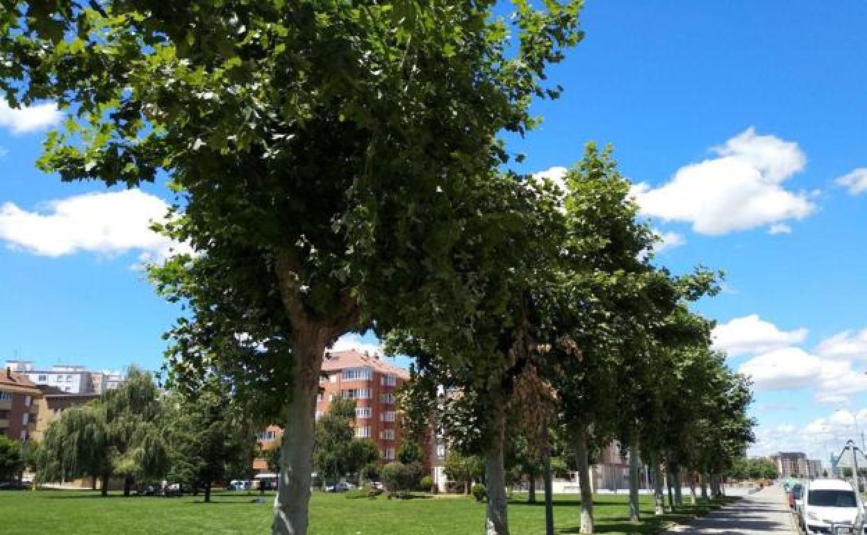 Arboles en un barrio de León. 