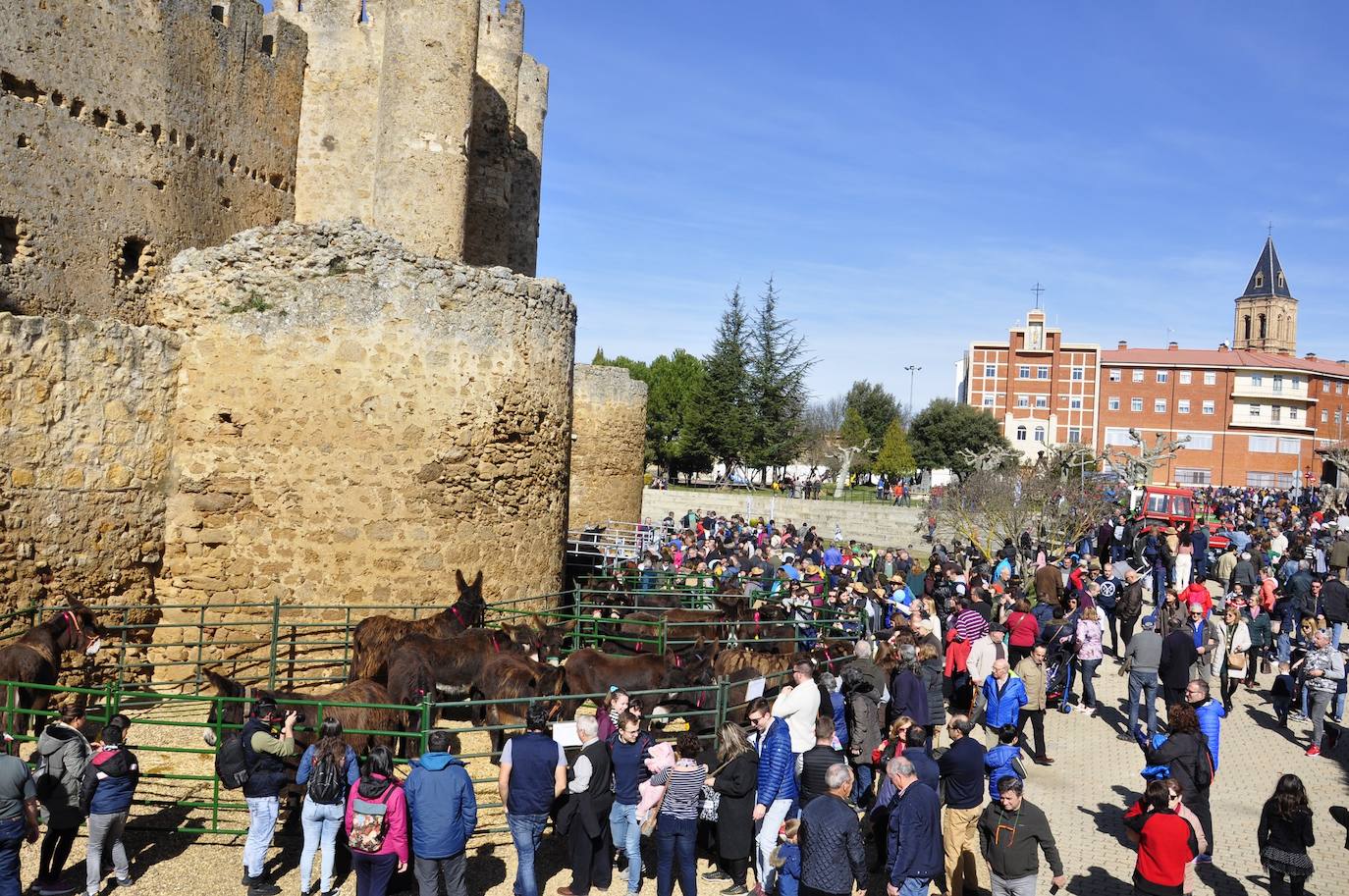 Fotos: El auditorio del castillo se rinde ante la belleza de los burros