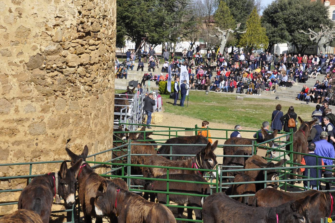 Fotos: El auditorio del castillo se rinde ante la belleza de los burros