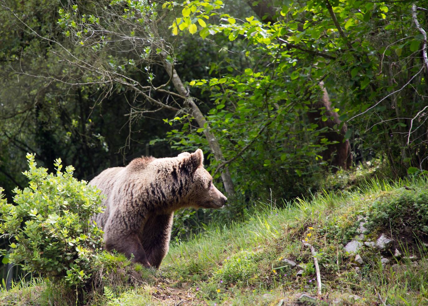 Castilla y León cruzará genética y estadística para estudiar la población de oso pardo en la Cordillera Cantábrica.