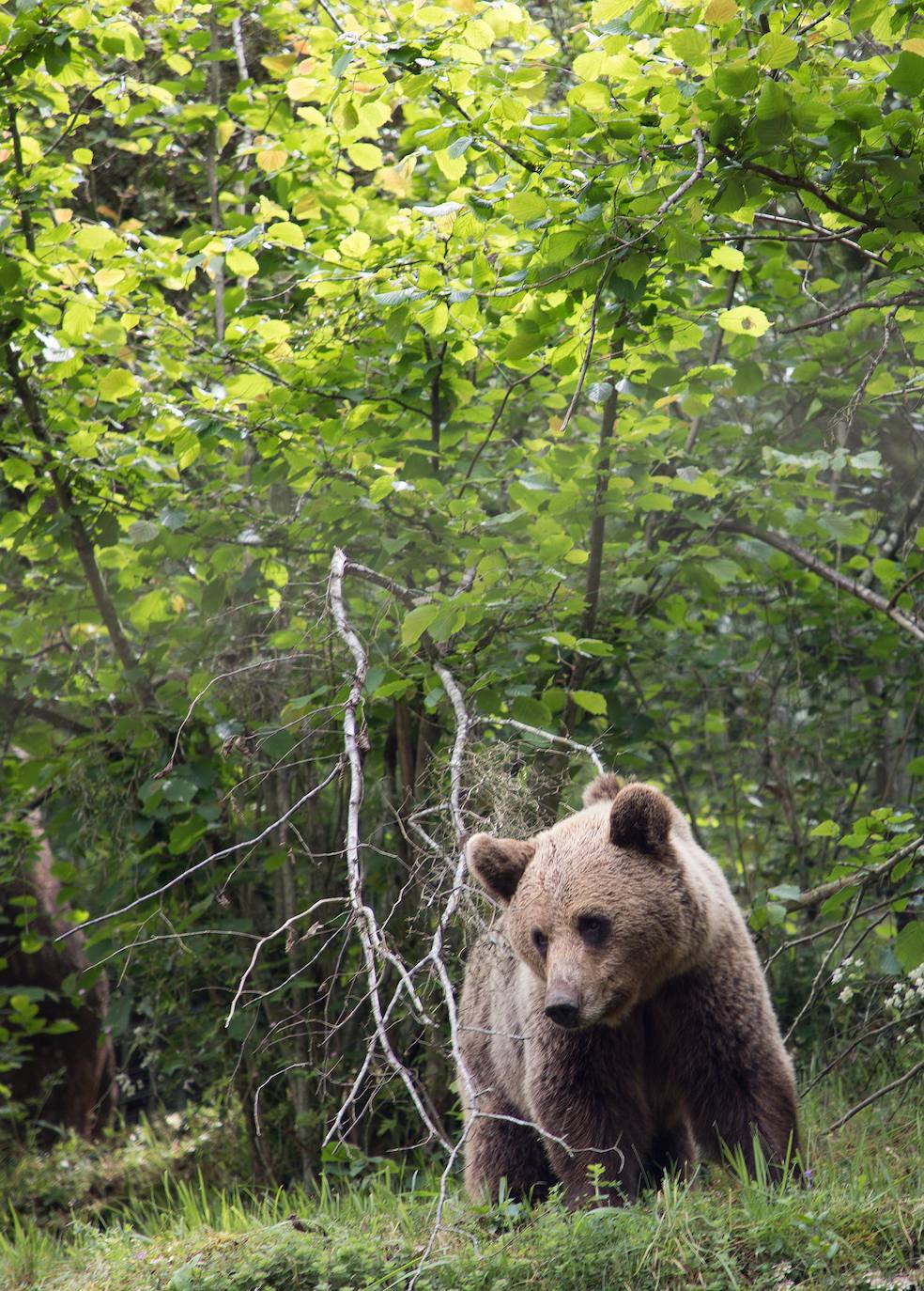 Castilla y León cruzará genética y estadística para estudiar la población de oso pardo en la Cordillera Cantábrica.