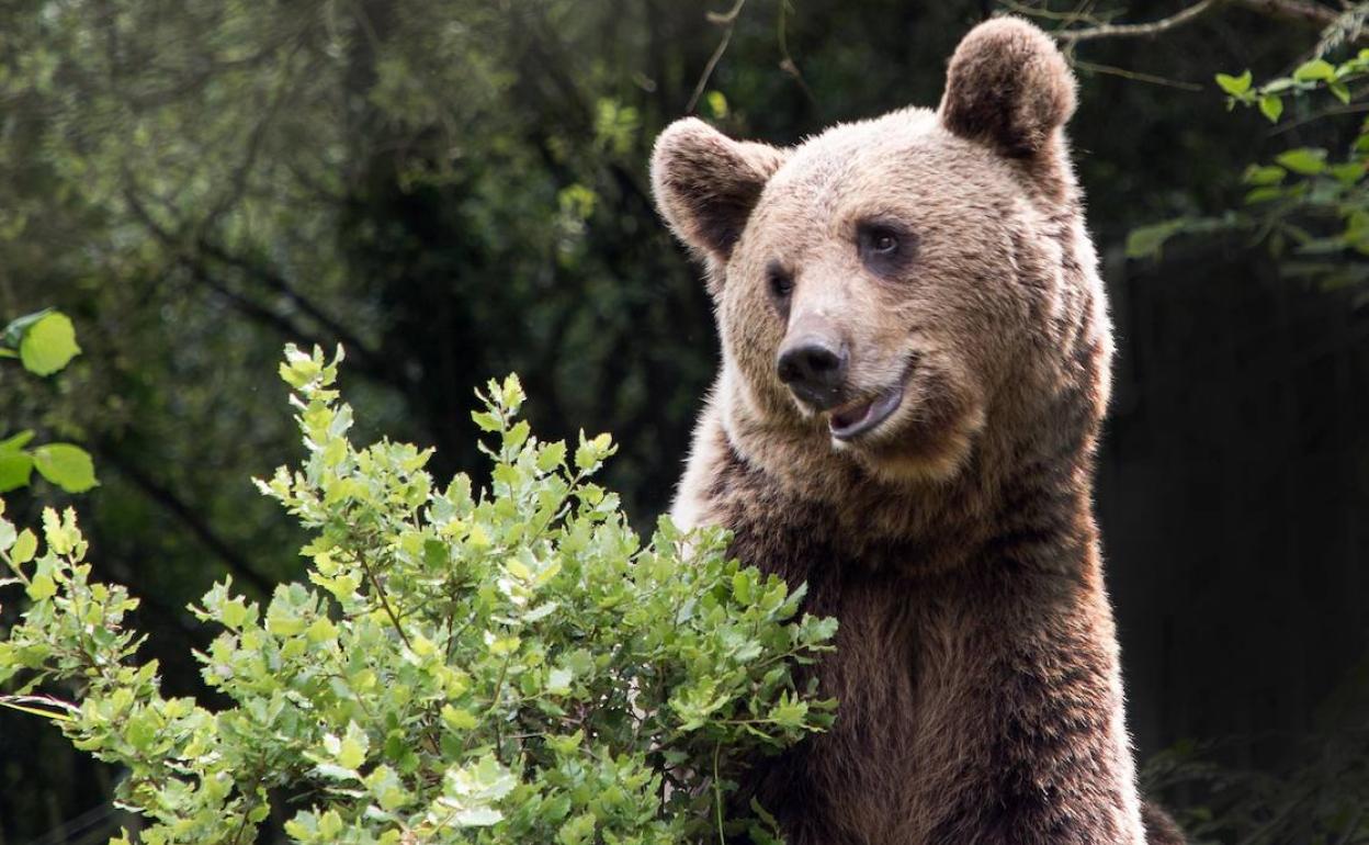 Imágenes de oso pardo.