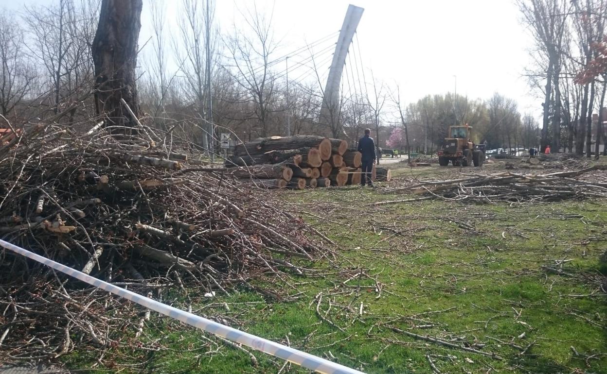 El PP pregunta a Copete «cuándo ha subastado los chopos del Polígono 58 y cuánto dinero ha recibido el Ayuntamiento»