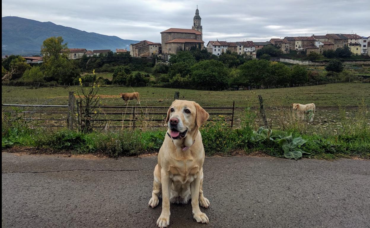 Tu perro durante el estado de alarma: permisos, abusos y restricciones