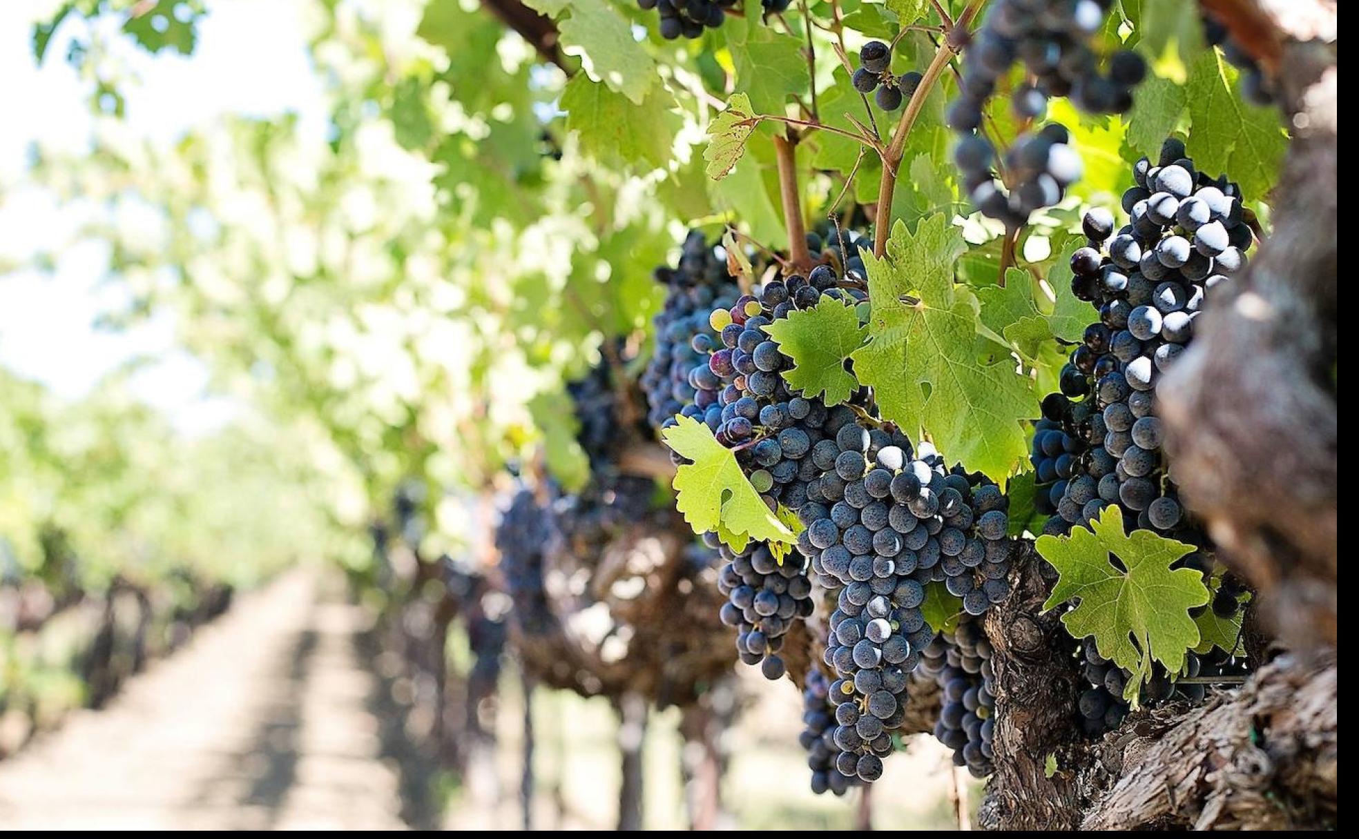 Viñedo en El Bierzo.