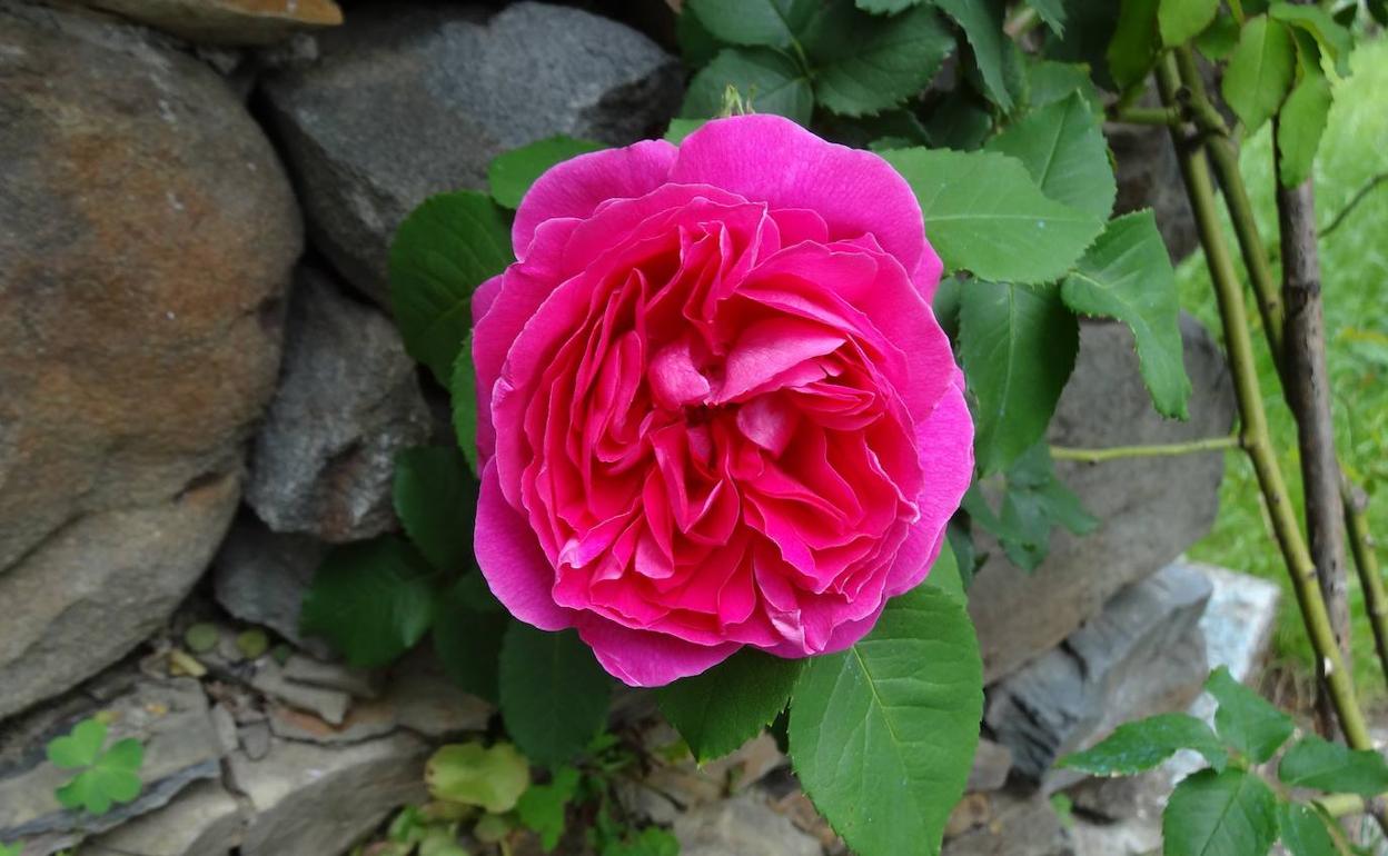 Rosa Narcea.