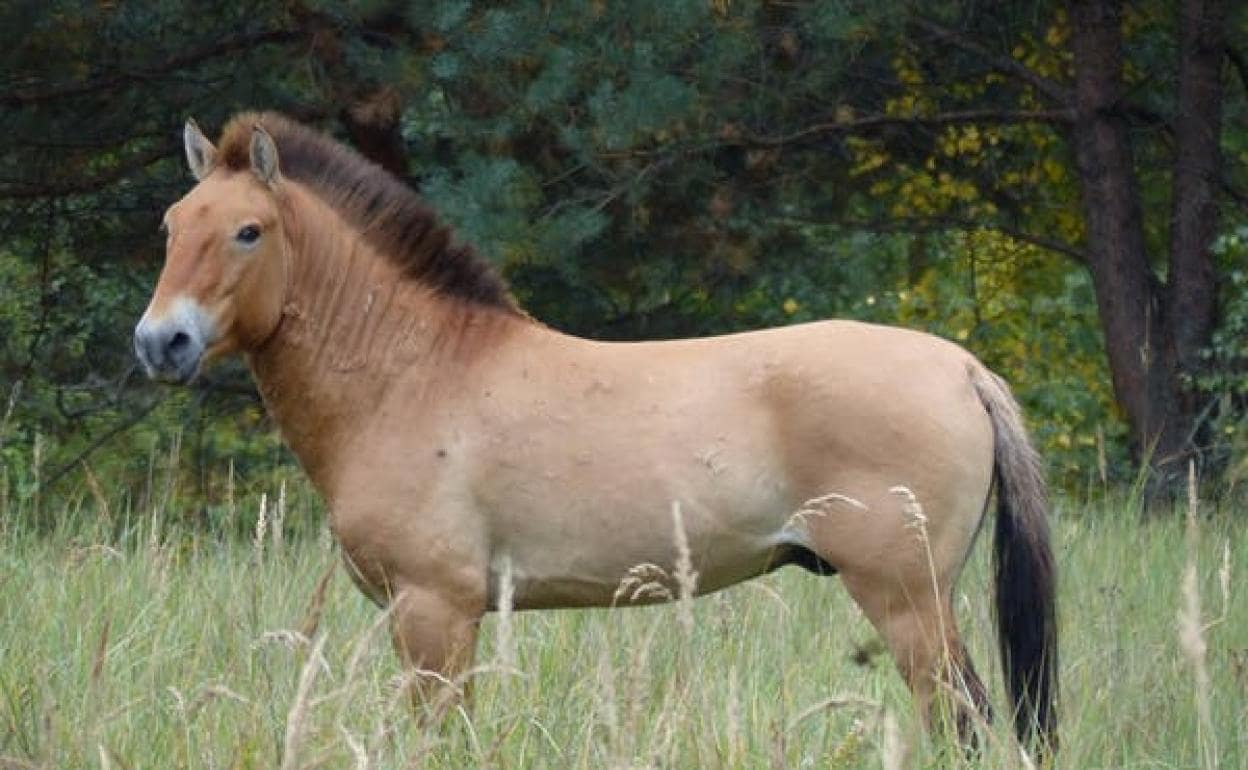 El misterio de los caballos salvajes de Chernobil