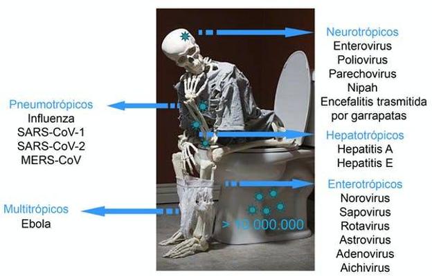 Virus que pueden encontrarse en las heces humanas. 