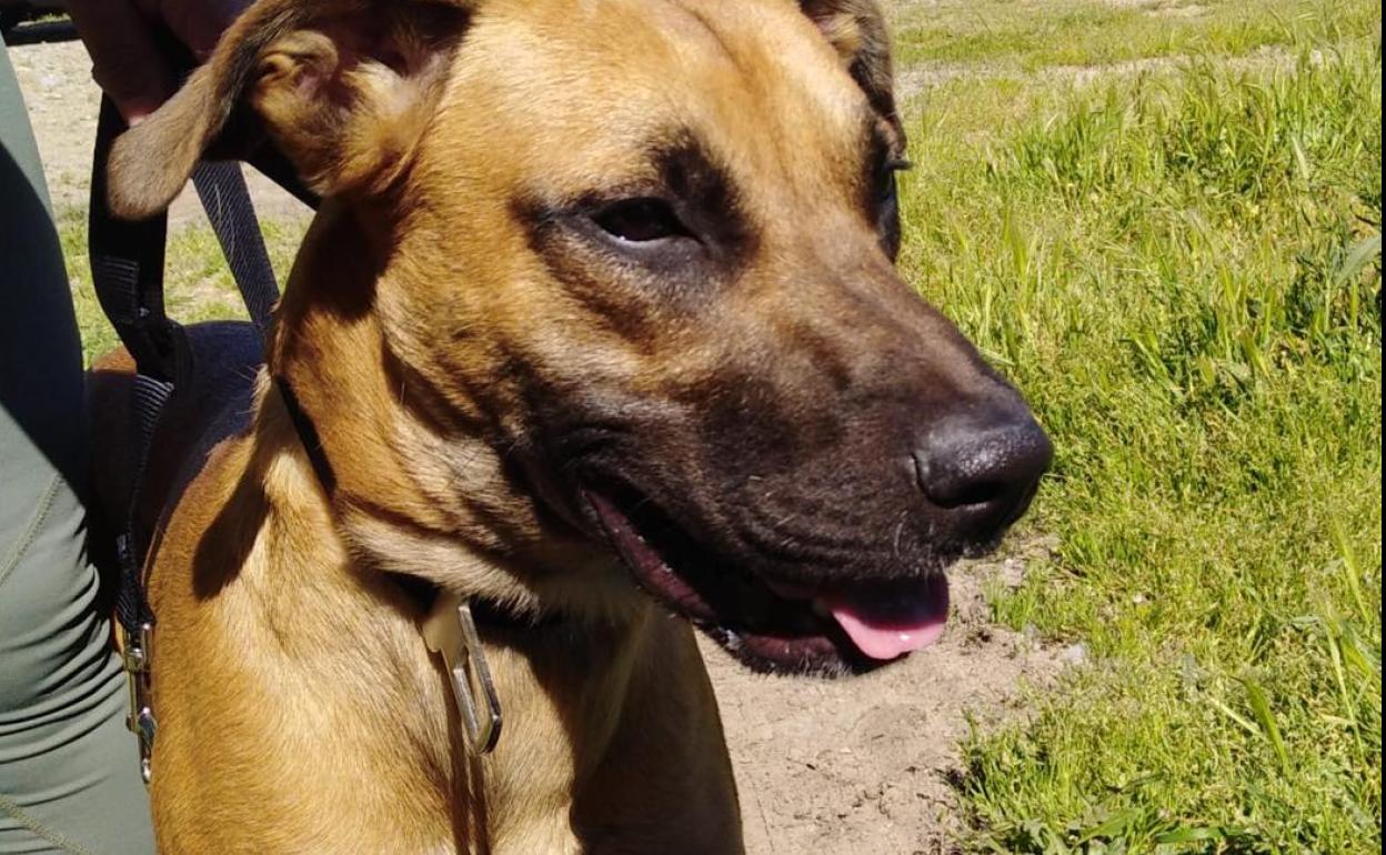 Este es el perro que fue abandonado junto a Bricodepot. 