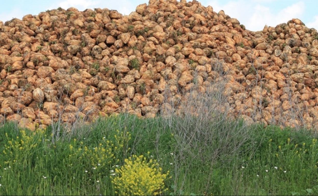 Remolacha, una de las materias primas que se utilizarán en la planta.