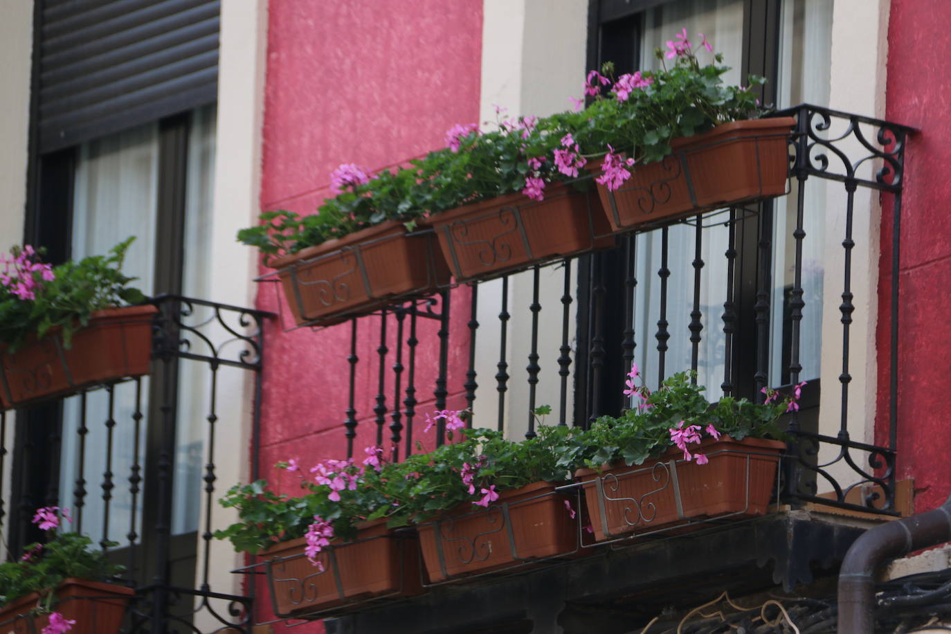 Fotos: De flor en flor en la calle Ancha