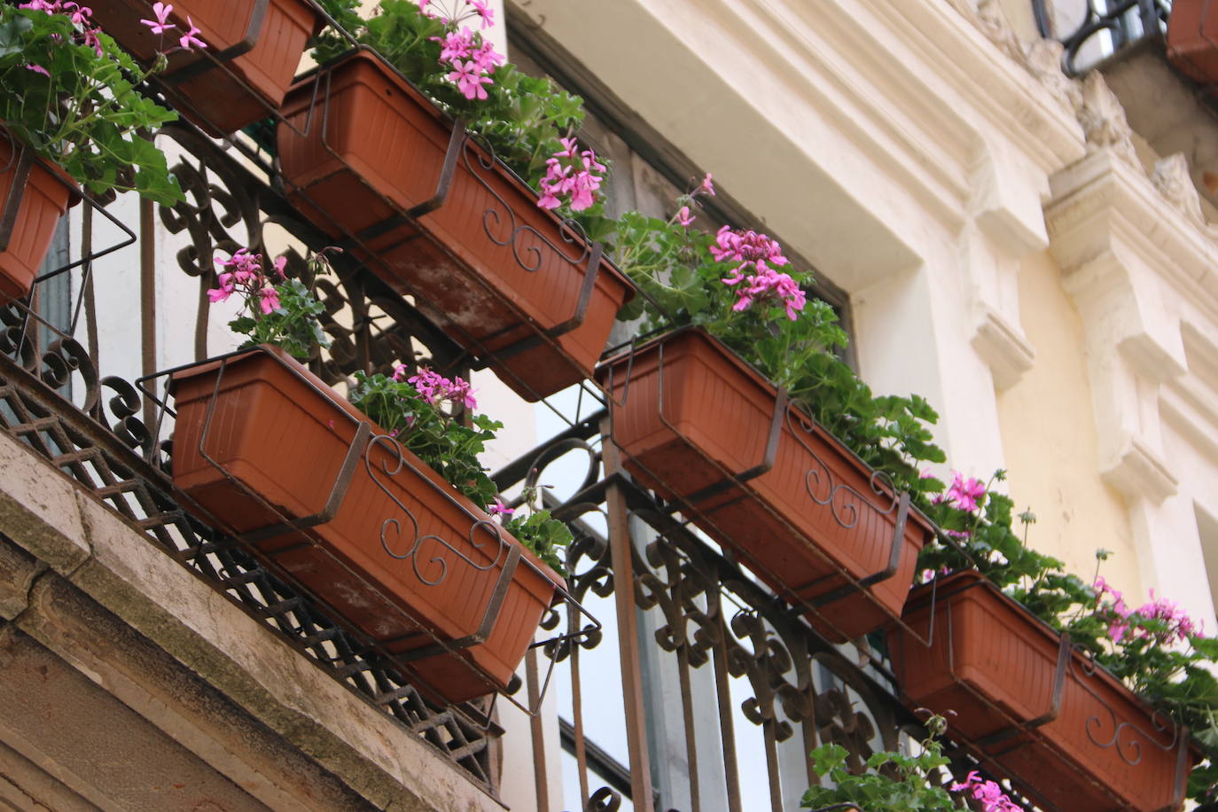 Fotos: De flor en flor en la calle Ancha