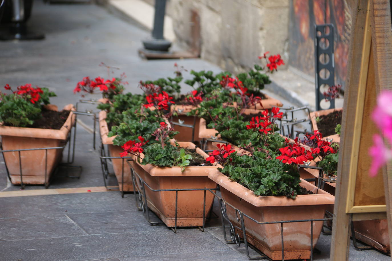 Fotos: De flor en flor en la calle Ancha