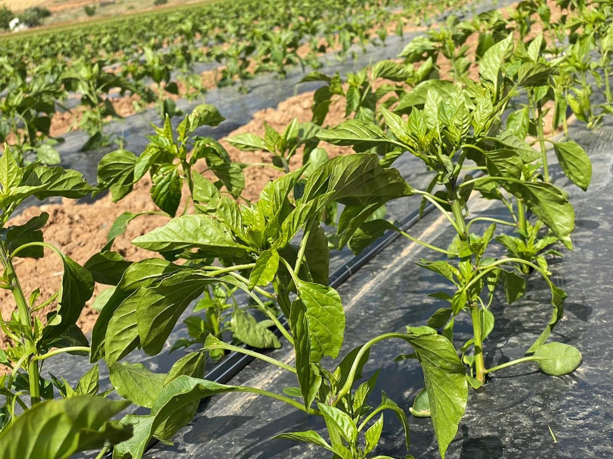 Fresno de la Vega es famoso por su huerta.