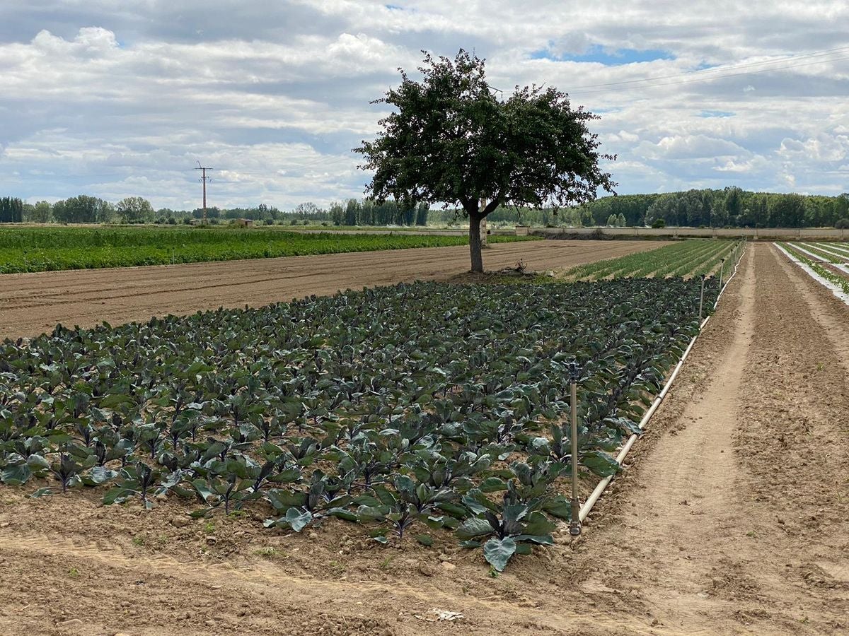 Fresno de la Vega es famoso por su huerta.