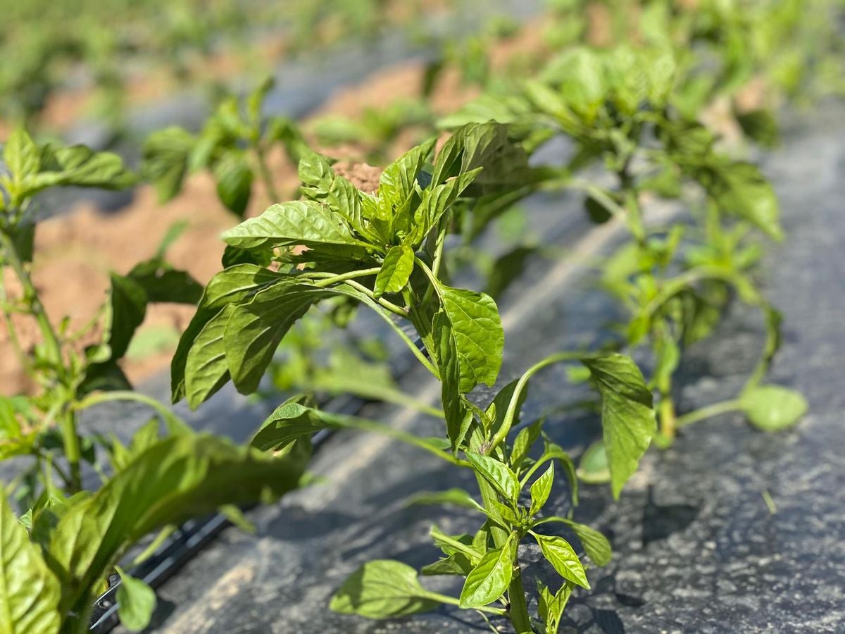 Fresno de la Vega es famoso por su huerta.