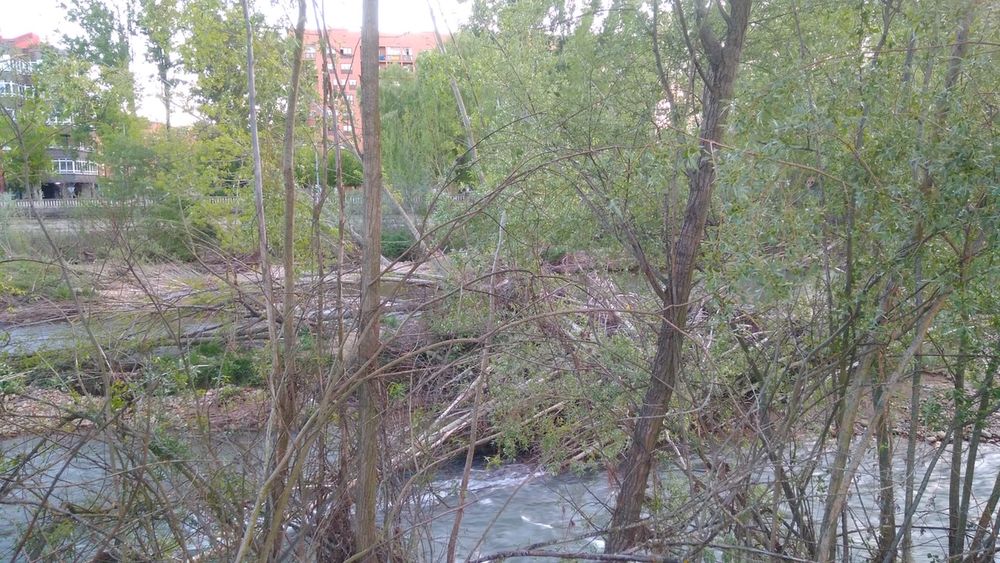 UPL reclama al equipo de gobierno del PSOE más diligencia en el mantenimiento de las zonas verdes de la ciudad. Imágenes facilitadas por la formación leonesista.