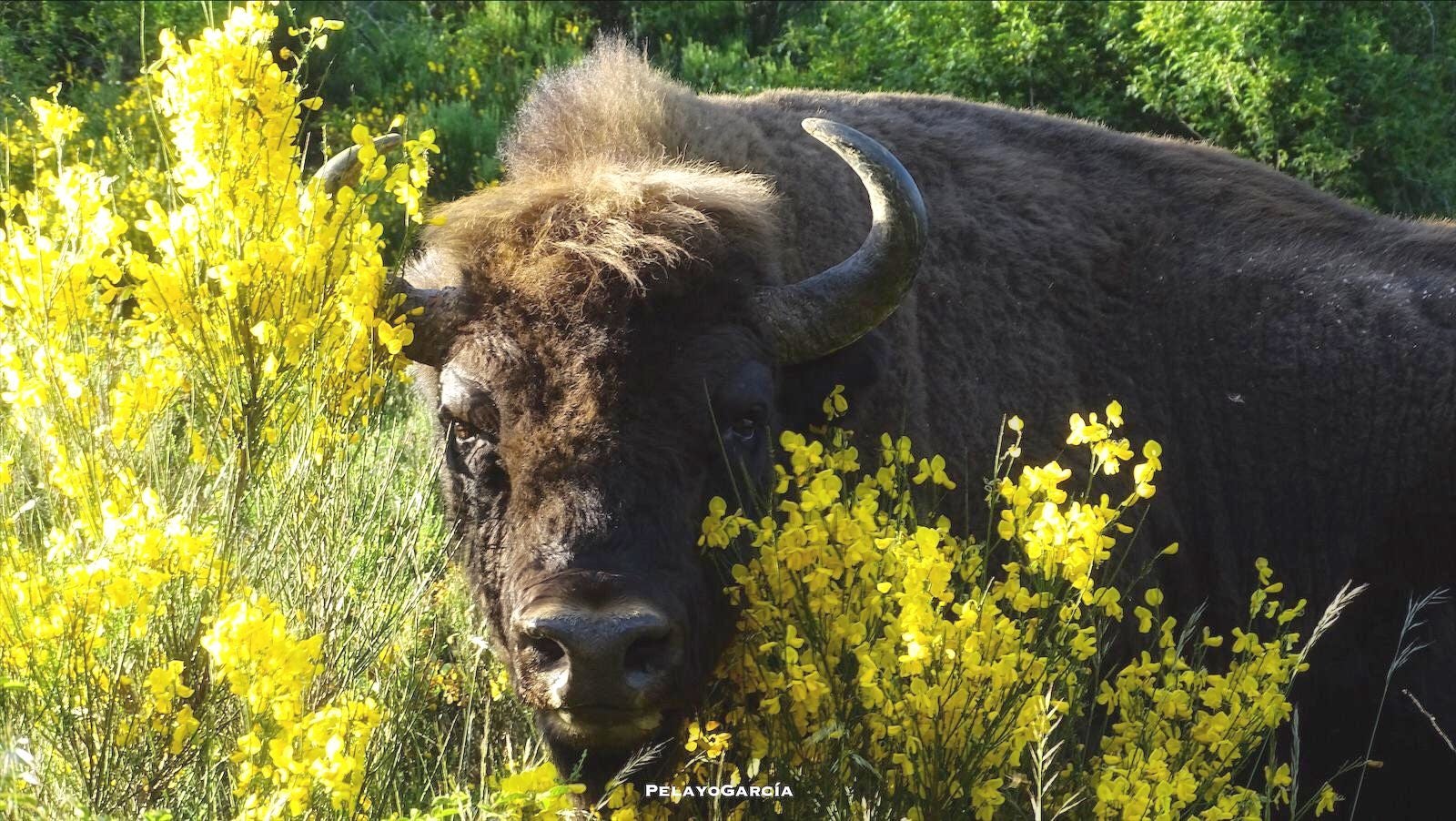 Primer ternero bisonte europeo en el paraje del valle de Anciles 