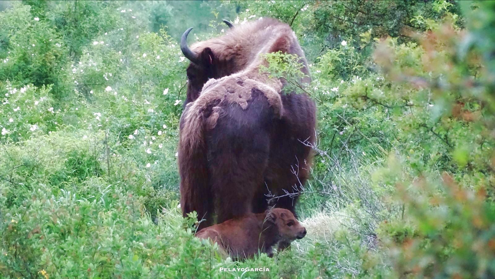 Primer ternero bisonte europeo en el paraje del valle de Anciles 