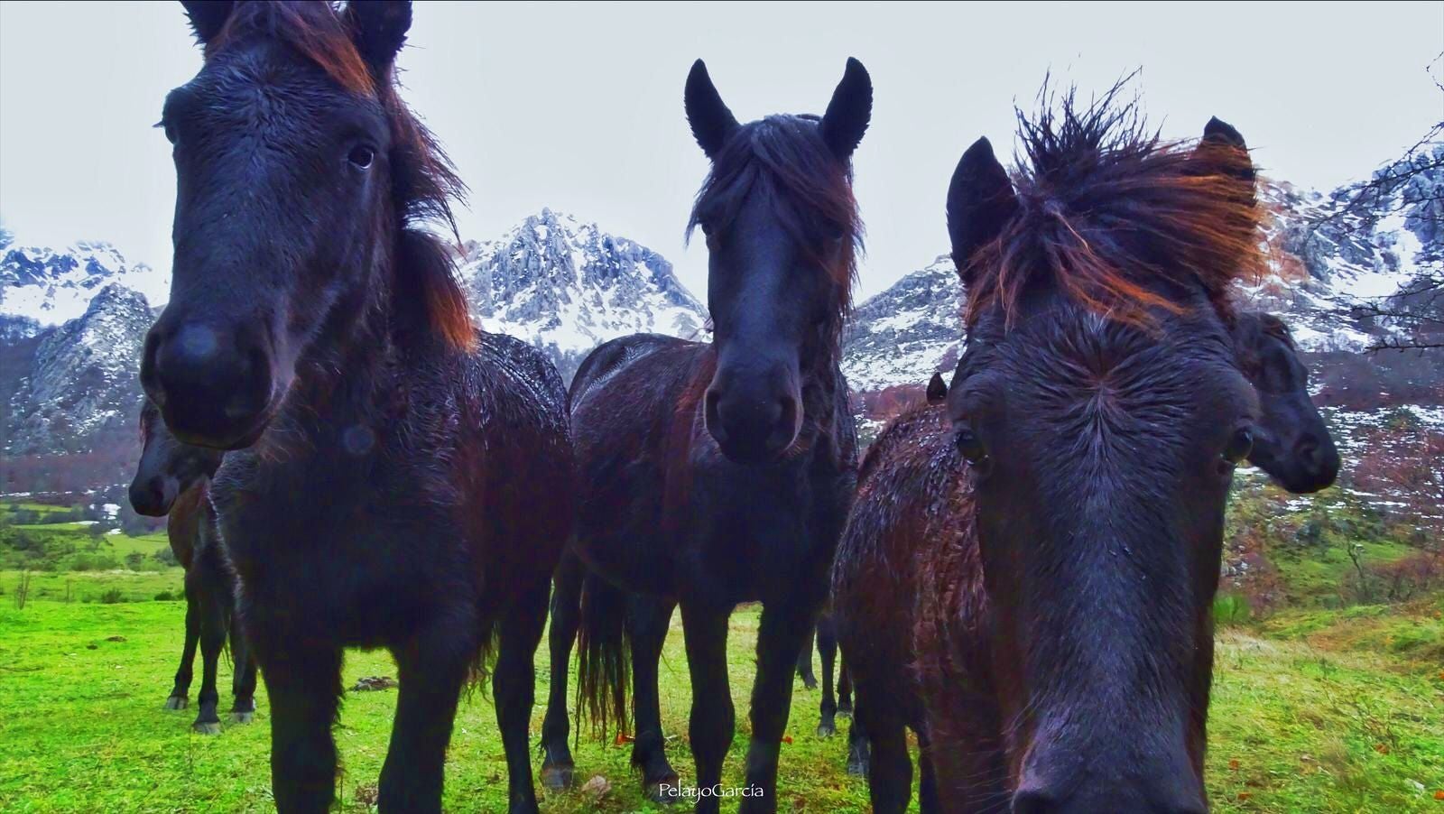 Primer ternero bisonte europeo en el paraje del valle de Anciles 