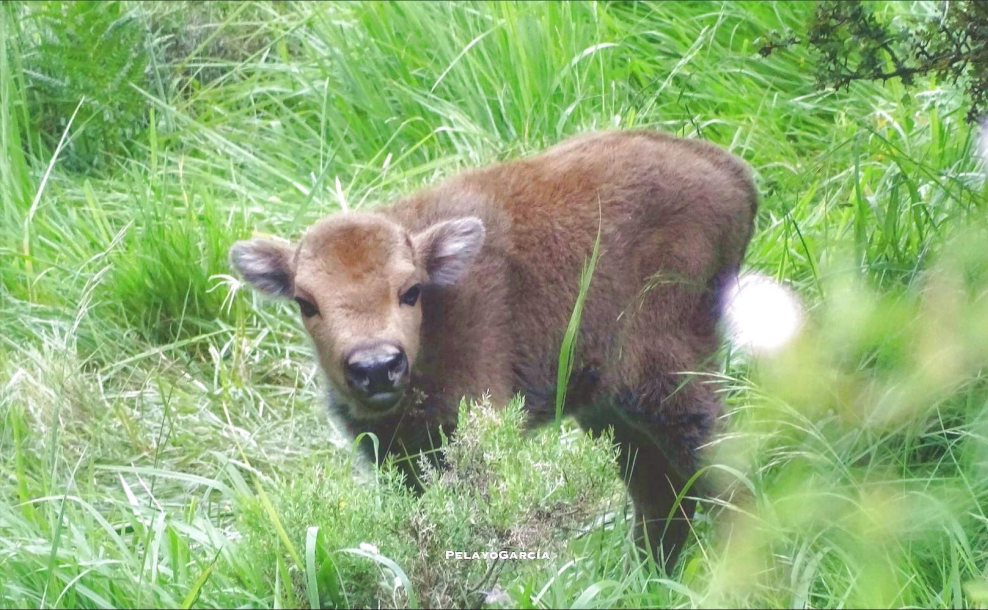 Primer ternero bisonte europeo en el paraje del valle de Anciles en la montaña de Riaño