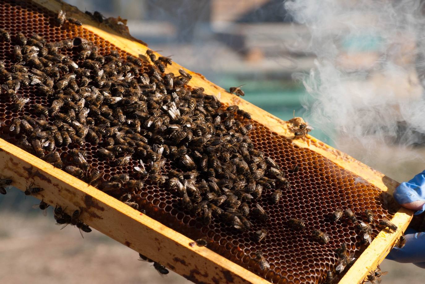 Esta empresa de apicultura leonesa se caracteriza por sus sellos de artesanía y ecología de sus productos. 