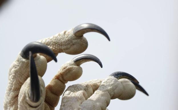 Galería. Imagen de una de las aves puesta en libertad.