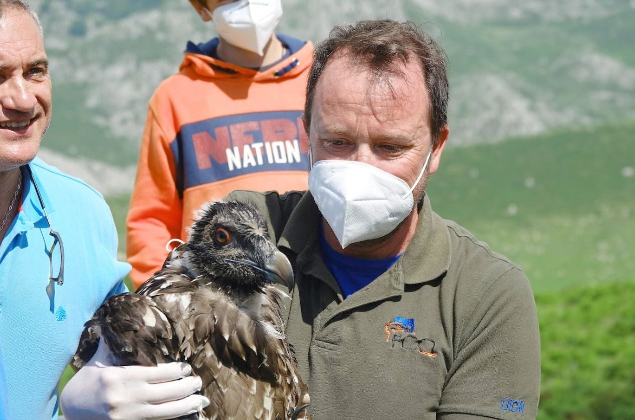 Los quebrantahuesos 'Quiteria', 'Justina' y 'Baldomero' acaban de llegar al Parque Natural de Picos de Europa, procedentes de Aragón y que se suman a la llegada de sus padres hace unas semanas. Con estos tres nuevos ejemplares, el entorno cuenta ya con una población de 31 aves de esta especie. 