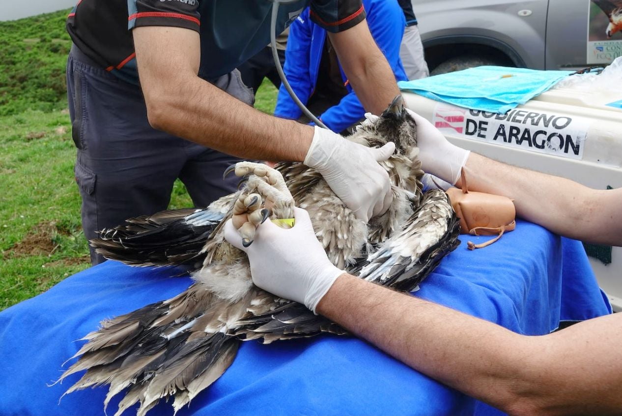 Los quebrantahuesos 'Quiteria', 'Justina' y 'Baldomero' acaban de llegar al Parque Natural de Picos de Europa, procedentes de Aragón y que se suman a la llegada de sus padres hace unas semanas. Con estos tres nuevos ejemplares, el entorno cuenta ya con una población de 31 aves de esta especie. 