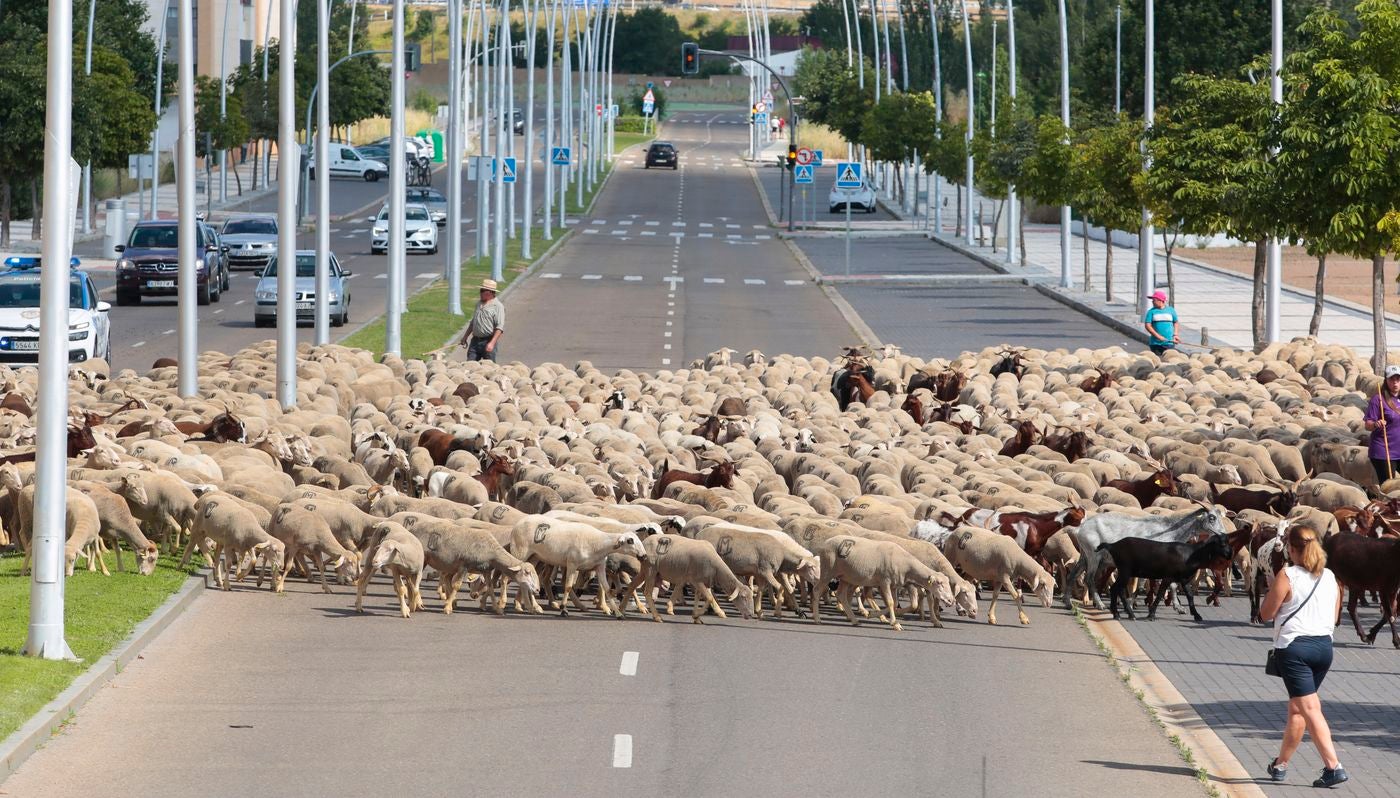La capital leonesa recibe la 'visita' de unas 1.900 ovejas que hacen la trashumancia desde su 'residencia' habitual en las localidades de Villafañe y Villabúrbula para dirigirse a Caldas de Luna. 