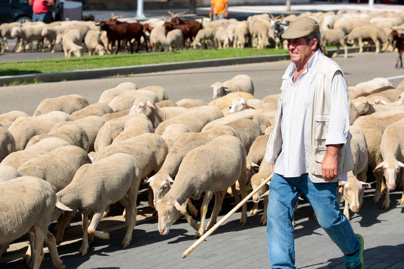La capital leonesa recibe la 'visita' de unas 1.900 ovejas que hacen la trashumancia desde su 'residencia' habitual en las localidades de Villafañe y Villabúrbula para dirigirse a Caldas de Luna. 