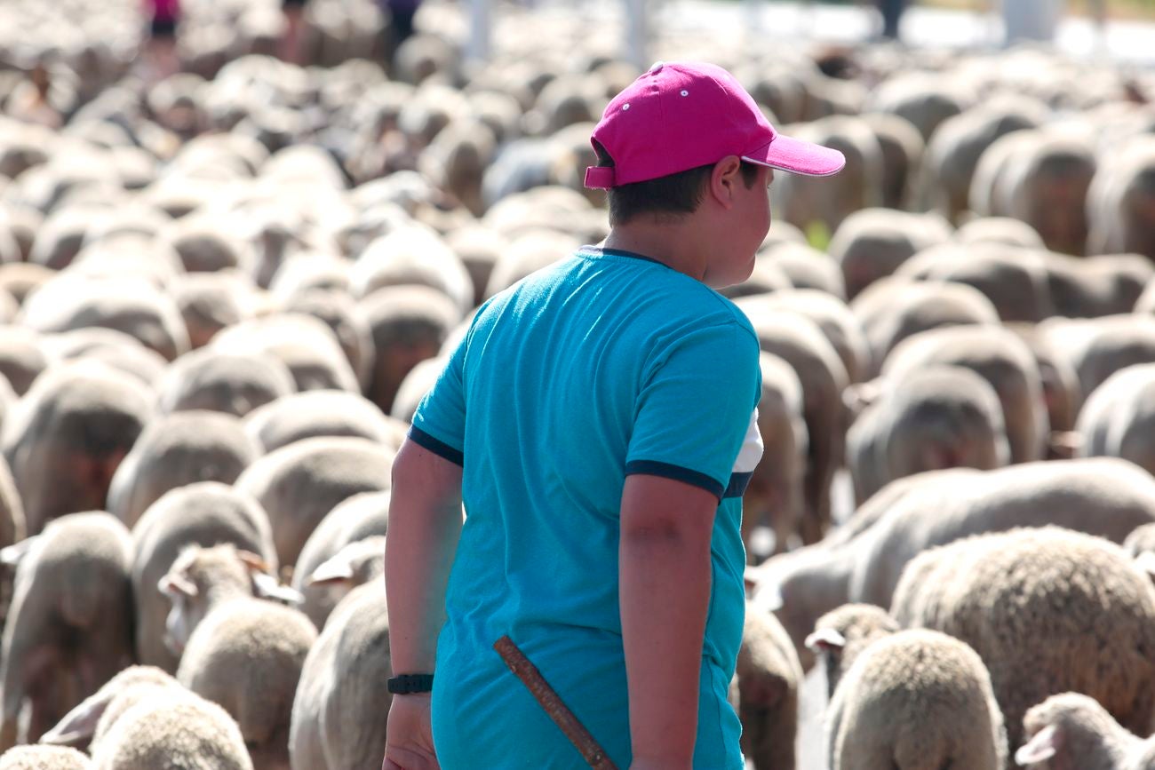 La capital leonesa recibe la 'visita' de unas 1.900 ovejas que hacen la trashumancia desde su 'residencia' habitual en las localidades de Villafañe y Villabúrbula para dirigirse a Caldas de Luna. 