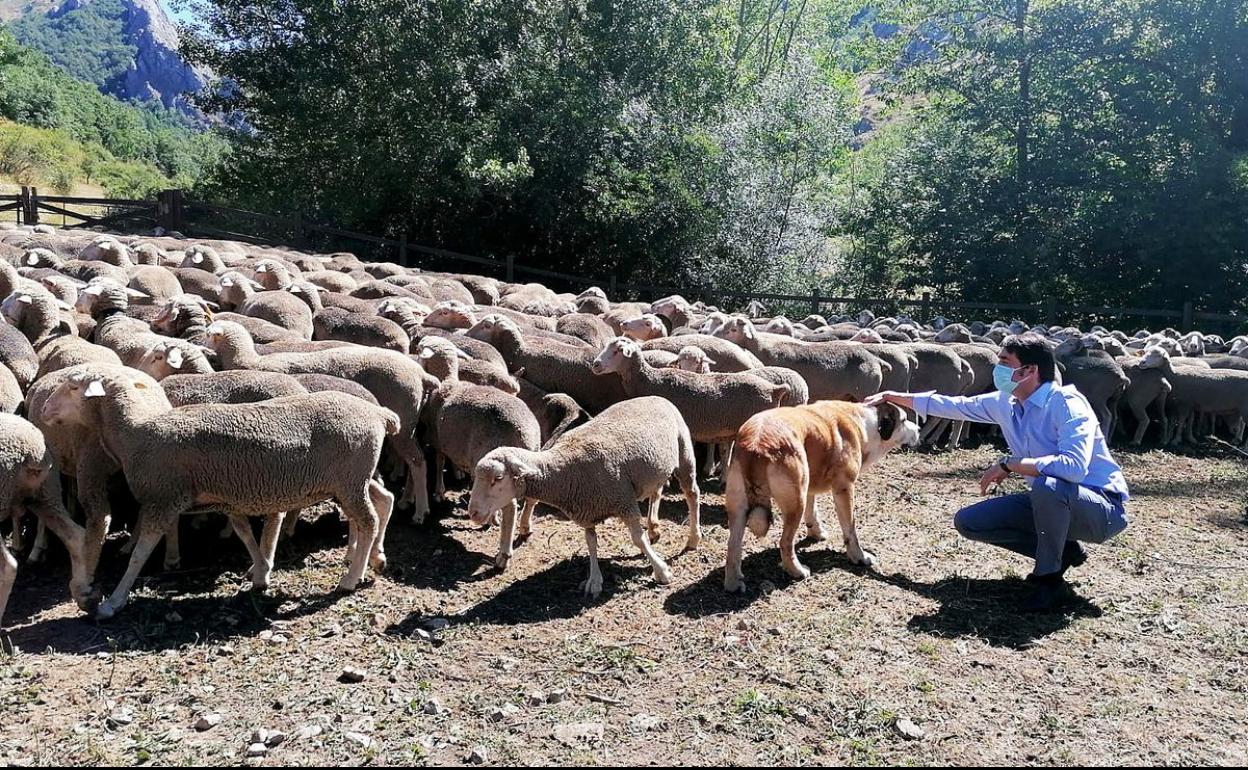 El consejero de Fomento y Medio Ambiente, Juan Carlos Suárez-Quiñones, participa en el acto de celebración de la trashumancia de Salamón.