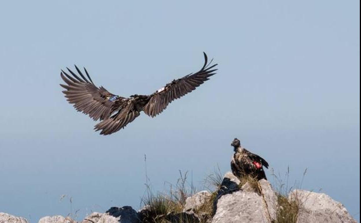 Dos ejemplares de quebrantahuesos en los Picos de Europa.