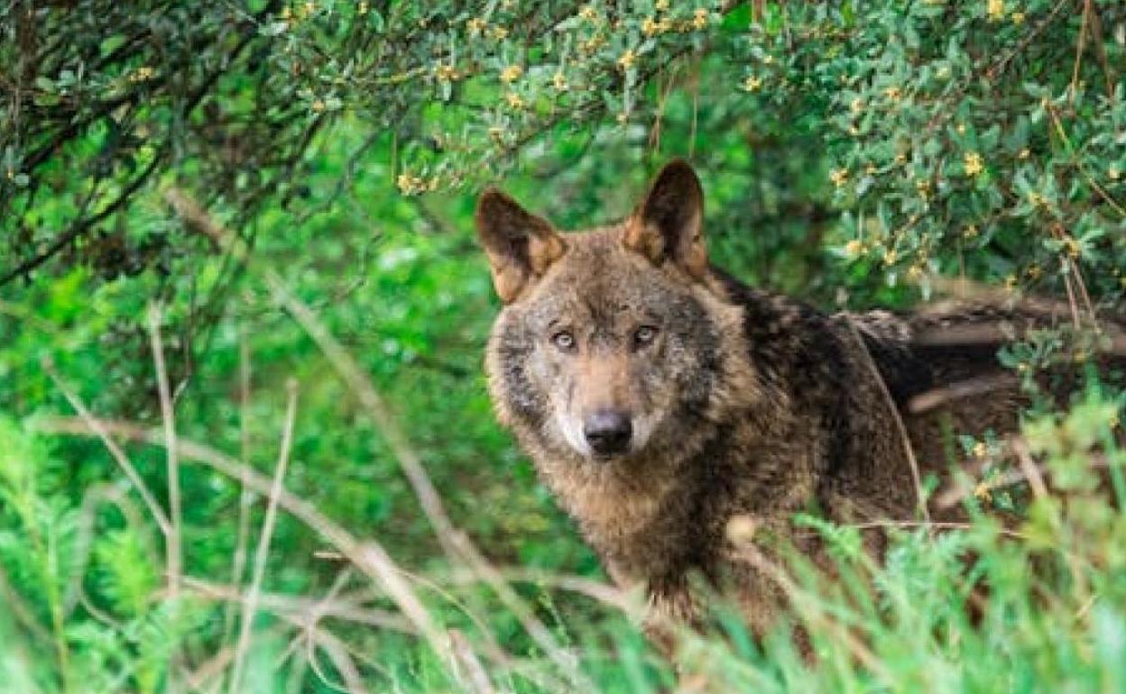 Imagen de un lobo.