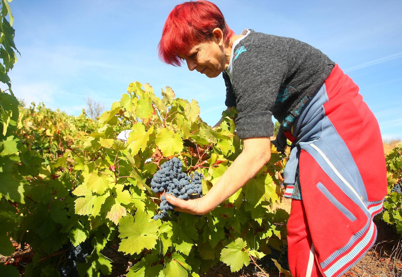 El Consorcio Provincial de Turismo y Leonoticias realizan un recorrido por las tierras vitivinícolas de la provincia para conocer de cerca la DO Bierzo y la Do León dos zonas con denominación de origen 